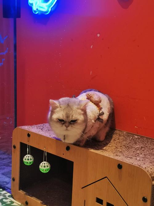 酷猫影院在线观看 - 最新热播剧免费追剧平台，高清无广告观影体验